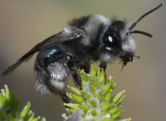 Andrena cerasifolii