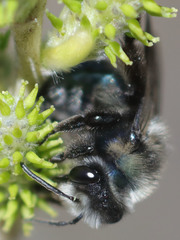 Andrena cerasifolii