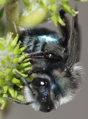 Andrena cerasifolii