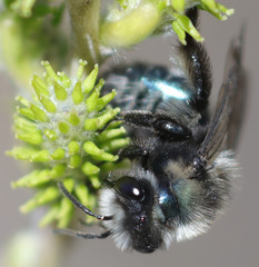 Andrena cerasifolii