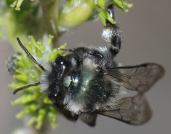 Andrena cerasifolii