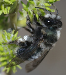 Andrena cerasifolii