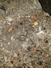 Cacophis harriettae