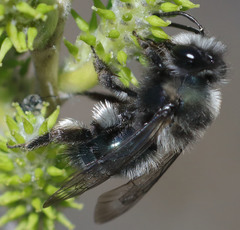Andrena cerasifolii