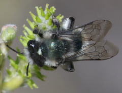 Andrena cerasifolii