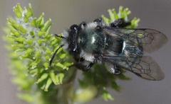 Andrena cerasifolii