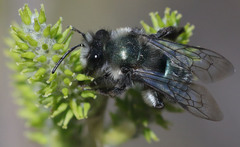 Andrena cerasifolii