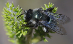 Andrena cerasifolii