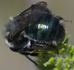 Andrena cerasifolii