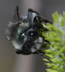 Andrena cerasifolii
