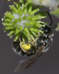 Andrena cerasifolii