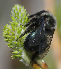 Andrena cerasifolii