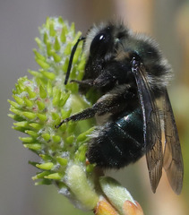 Andrena cerasifolii