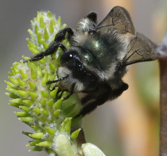Andrena cerasifolii