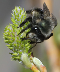 Andrena cerasifolii