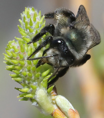 Andrena cerasifolii