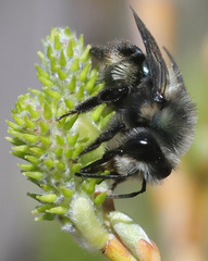 Andrena cerasifolii