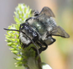 Andrena cerasifolii