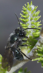 Andrena cerasifolii
