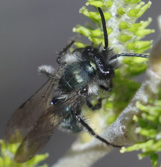 Andrena cerasifolii