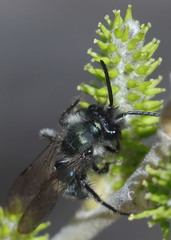 Andrena cerasifolii