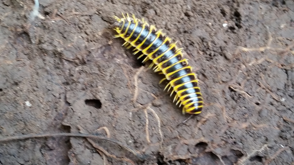 Apheloria corrugata