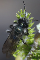 Andrena cerasifolii