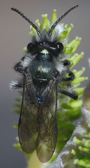 Andrena cerasifolii