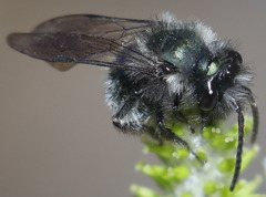 Andrena cerasifolii