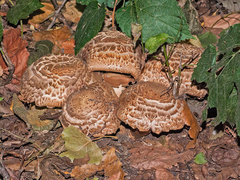 Agaricus bohusii