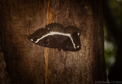 Erebus terminitincta