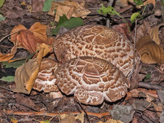 Agaricus bohusii