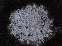 Lecanora pannonica