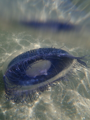 Aequorea forskalea