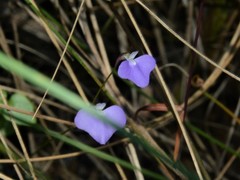 Utricularia leptorhyncha