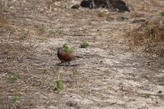 Nesoenas picturatus