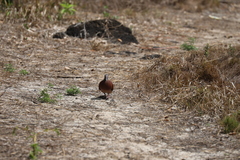 Nesoenas picturatus