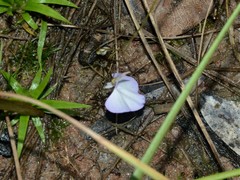 Utricularia leptorhyncha