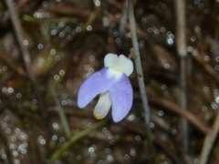 Utricularia limosa