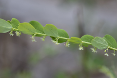 Phyllanthus gunnii
