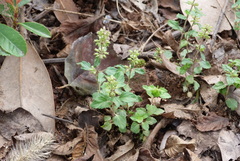 Lamiaceae