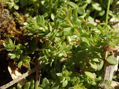 Galium divaricatum
