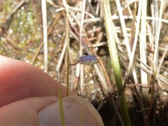 Utricularia limosa