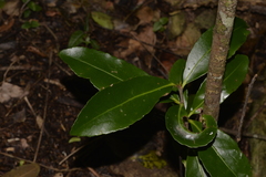 Elaeodendron australe