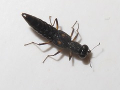 Stenus bimaculatus
