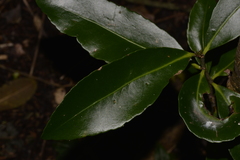 Elaeodendron australe