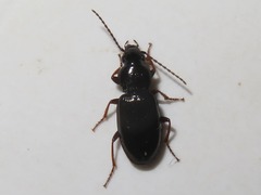 Pterostichus diligens