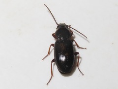 Pterostichus diligens