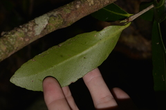 Elaeodendron australe