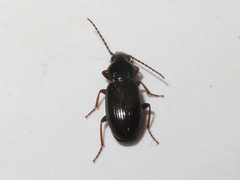 Pterostichus diligens